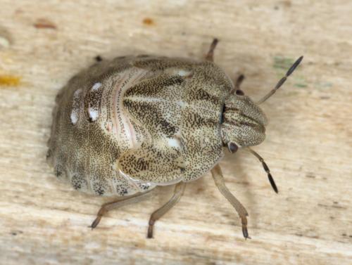 Réf. 305 598 : Eurygaster sp.